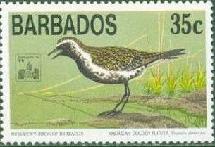 American Golden-Plover (Pluvialis dominica)