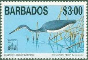 Tricoloured Heron (Egretta tricolor)