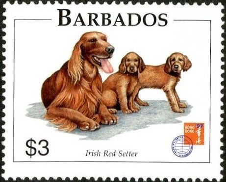 Irish Setter (Canis lupus familiaris)