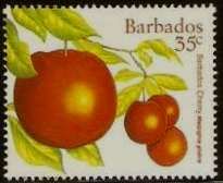 Barbados Cherry