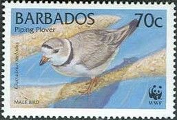 Piping Plover (Charadrius melodus)