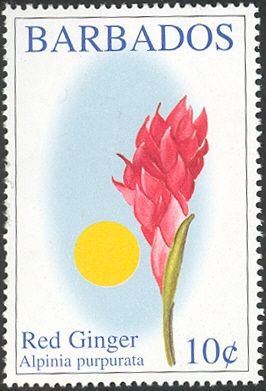 Red ginger (Alpinia purpurata)