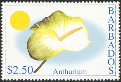 Anthurium