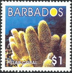 Pillar Coral (Dendrogyra cylindricus)