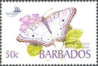 White Peacock (Anartia jatrophae)