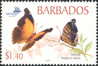 Stinky Leafwing (Historis odius)