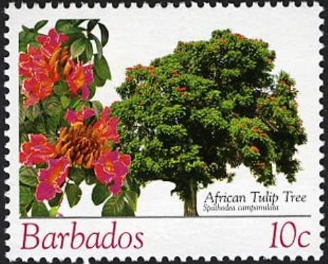 African Tulip Tree (Spathodea campanulata)