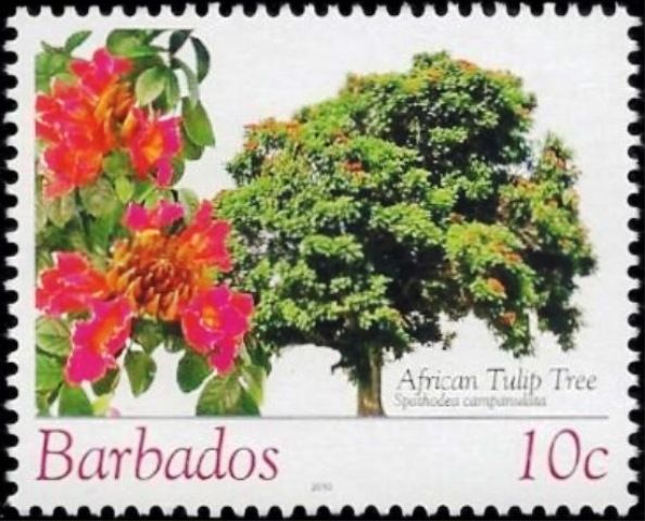 African tulip tree