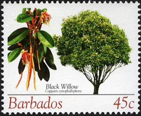 Black Willow (Capparis cynophallophora)