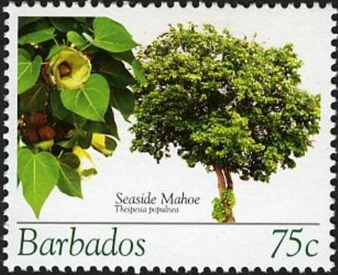Seaside mahoe (Thespesia populnea)