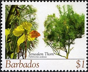 Jerusalem Thorn (Parkinsonia aculeata)
