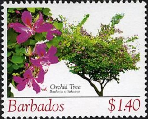 Orchid Tree (Bauhinia x blakeana)