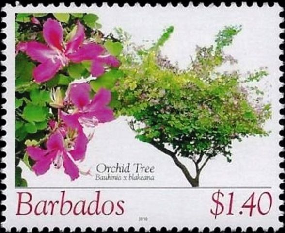 Orchid tree