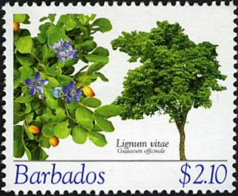 Lignum Vitae (Guaiacum officinale)