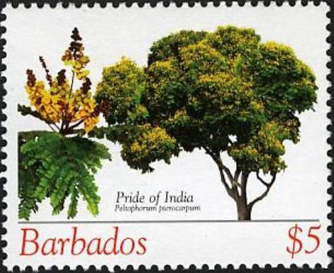 Pride of India (Peltophorum pterocarpum)