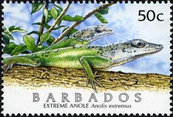 Barbados Anole (Anolis extremus)