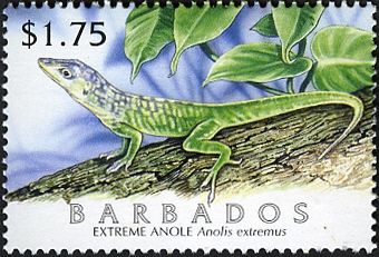 Barbados Anole (Anolis extremus)
