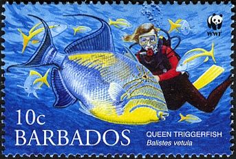 Queen Triggerfish (Balistes vetula)