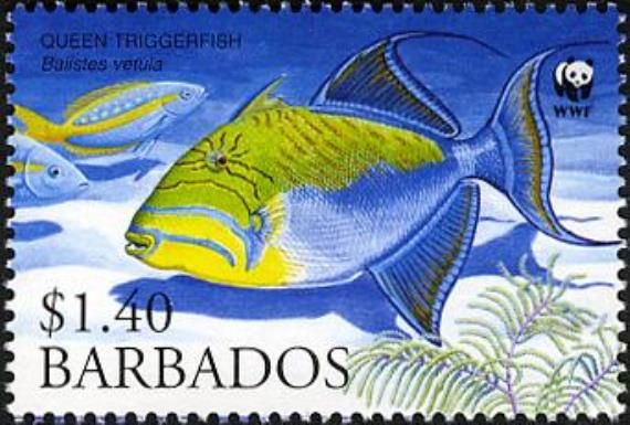 Queen Triggerfish (Balistes vetula)
