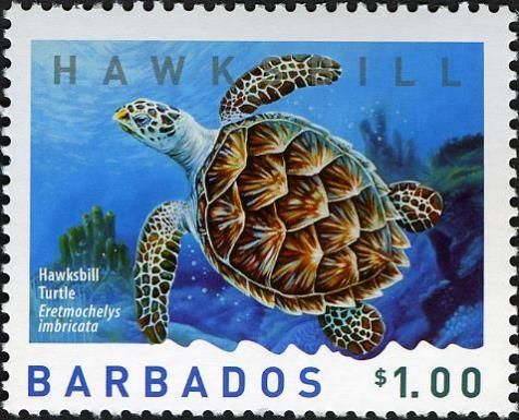 Hawksbill Turtle (Eretmochelys imbricata)