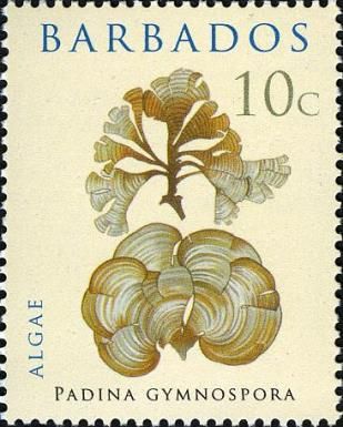 Padina gymnospora