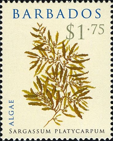 Sargassum platycarpum