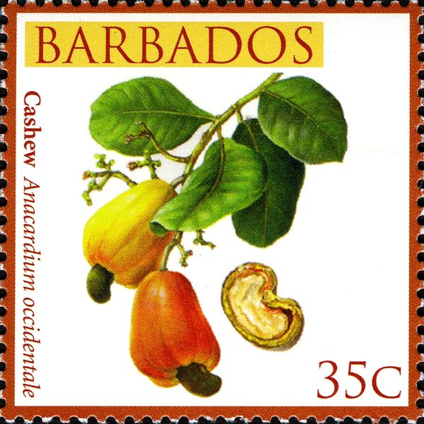 Cashew