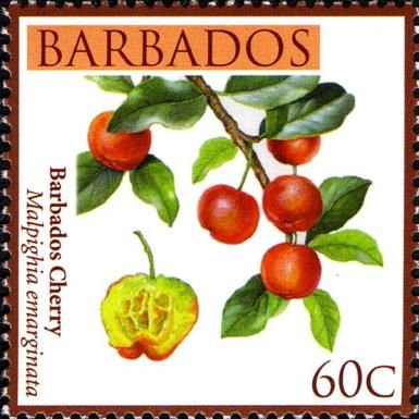 Barbados cherry