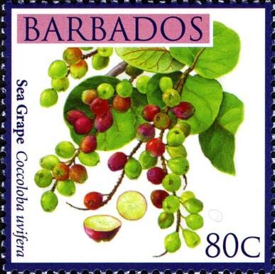 Sea grape
