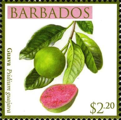 Guava