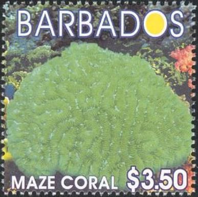 Maze Coral