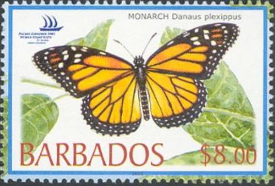 Monarch Butterfly (Danaus plexippus)