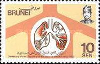 Lungs