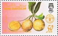 Mangifera foetida