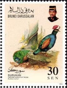 Crested Partridge (Rollulus roulroul)