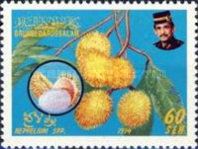Rambutan (Nephelium spp)
