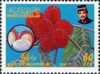 Radik (Nephelium macrophyllum)