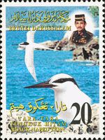 Black-naped Tern (Sterna sumatrana)