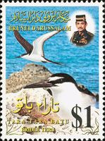 Bridled Tern (Onychoprion anaethetus)
