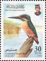 Common Kingfisher (Alcedo atthis)