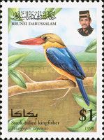 Stork-billed Kingfisher (Pelargopsis capensis)