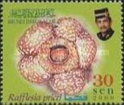 Rafflesia priceri