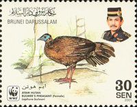 Bulwer's Pheasant (Lophura bulweri)