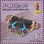Blue Pansy (Junonia orithya)