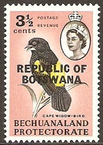 Cape Widow-Bird (Euplectes capensis)
