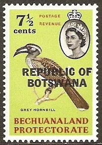 African Grey Hornbill (Lophoceros nasutus)