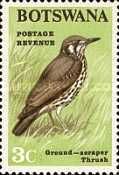 Groundscraper Thrush (Psophocichla litsitsirupa)