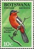 Crimson-breasted Shrike (Laniarius atrococcineus) 