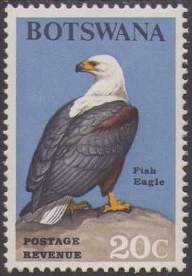 African Fish-Eagle (Haliaeetus vocifer)