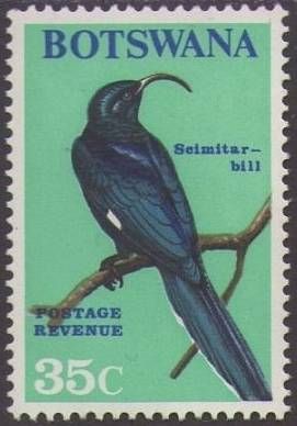 Common Scimitarbill (Rhinopomastus cyanomelas)